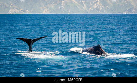 Pottwale (Physeter macrocephalus), Kaikoura, Südinsel, Neuseeland Stockfoto