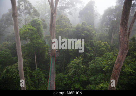 Canopy Walkway durch tropischen Tiefland-Dipterocarp-Regenwald im Danum Valley Conservation Area Stockfoto