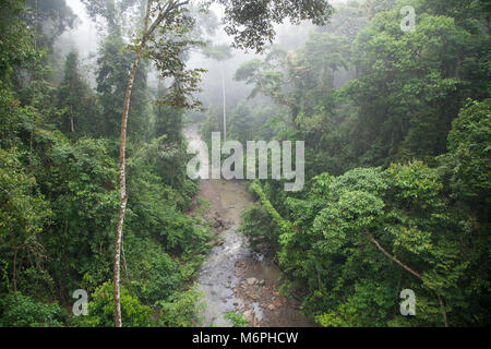 Tropischer Tiefland-Dipterocarp-Regenwald, Unterstory entlang des Baches im Danum Valley Conservation Area, Sabah, malaysischer Borneo Stockfoto