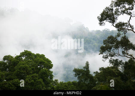 Aufstrebende Bäume im tropischen Tiefland-Regenwald mit niedrigen Wolken in Danum Valley Conservation Area, Sabah, Malaysia, Borneo Stockfoto