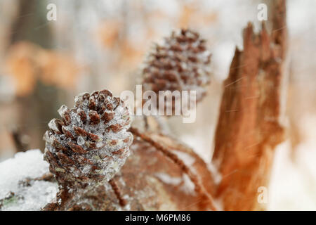 Bush ist mit Schnee Zweige unter dem Schnee closeup abgedeckt. Schneebedeckten grünen Zweige der Nadelhölzer Bush. Winter Hintergrund mit Eibe Zweige unter t Stockfoto