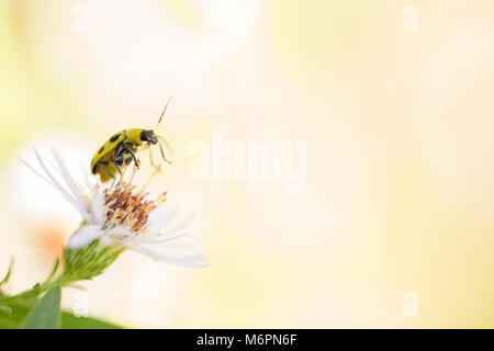 Gurke Käfer essen Pollen. Die Gurke Käfer (Diebratica undecimpunctata) ist als landwirtschaftliche Schädlinge bekannt, aber dieses war besetzt Essen den Pollen der haarigen weißen Oldfield Aster (Symphyotrichum pilosum). Stockfoto