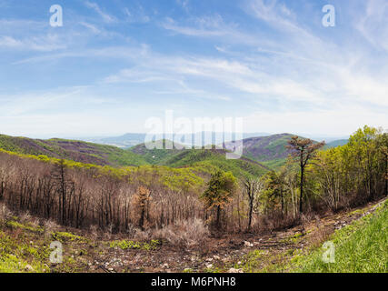 Nach dem Brand. Ein Panorama Bild von zwei Meile laufen Übersehen zeigen Anzeichen von Rocky Mountain des letzten Monats Feuer genommen. Stockfoto