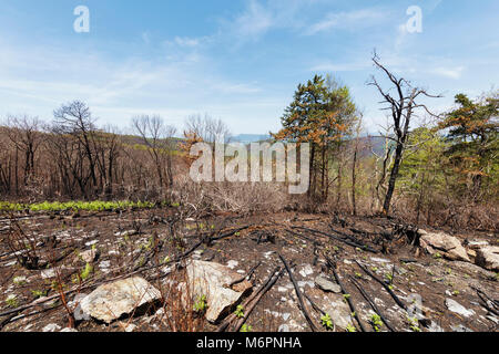 Nach dem Brand. Blick von der Unterseite der beiden Meile laufen Übersehen zeigen Anzeichen von Rocky Mountain des letzten Monats Feuer. Stockfoto