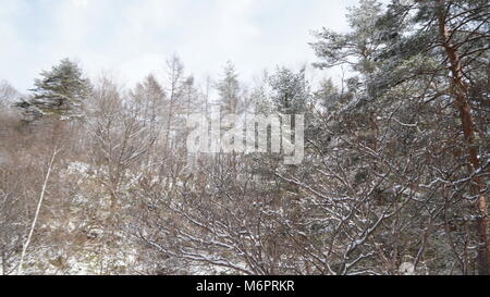 Winter in Japan, Schnee im Wald, Onsen Menge Schnee Stockfoto