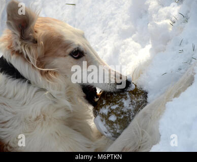 Barsoi Hund kaut ein Schaum Ball im Winter Wetter. Stockfoto