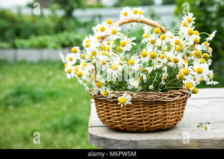 Daisy Blumen im Korb. Korb mit Kamille im Garten Stockfoto