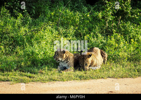 Wilde afrikanische Leoparden. Ein leopard Paar. Sri Lankan Leoparden, Panthera pardus kotiya, Big Cat beschmutzt. Stockfoto