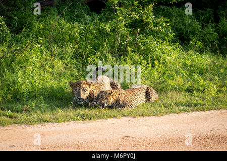 Wilde afrikanische Leoparden. Ein leopard Paar. Sri Lankan Leoparden, Panthera pardus kotiya, Big Cat beschmutzt. Stockfoto