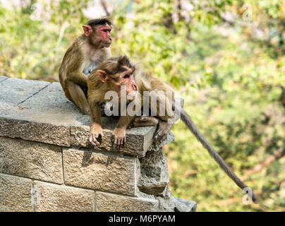 Bonnet macaque auf Elephanta Island in der Nähe von Mumbai in Indien Stockfoto