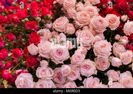 Einstellen der Knospen der schönen bunten Rosen hautnah. Stockfoto