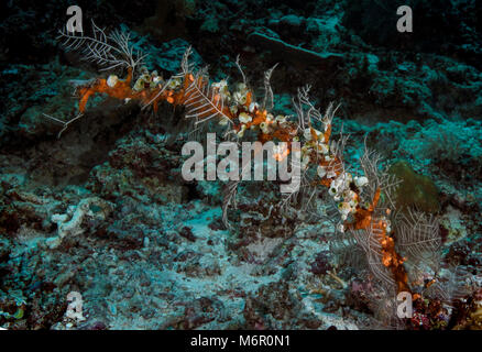 Coral. Bild wurde in der Celebes See genommen, Indonesien Stockfoto