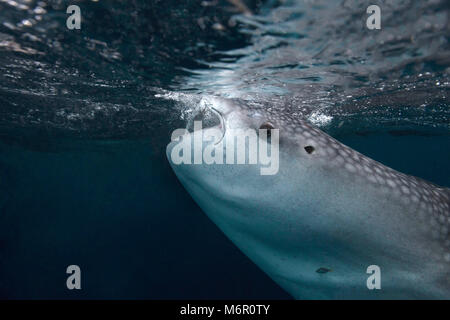 Der Walhai (Firma IPCON typus). Bild wurde in der Celebes See genommen, Indonesien Stockfoto