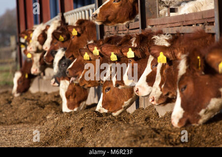 Nahaufnahme einer Herde von Kühen füttern in einer Scheune, die über den Winter. Die Szene wurde auf einem englischen Farm in der Grafschaft Cheshire erfasst. Stockfoto
