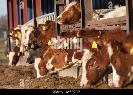 Nahaufnahme einer Herde von Kühen füttern in einer Scheune, die über den Winter. Die Szene wurde auf einem englischen Farm in der Grafschaft Cheshire erfasst. Stockfoto
