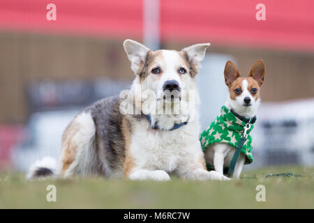 Border Collie deutscher schäferhund Kreuz und ein Papillon und Jack Russell kreuz Rasse Hund Stockfoto