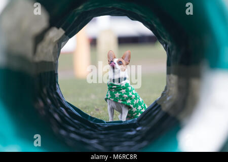 Papillon und Jack Russell kreuz Rasse Hund Stockfoto