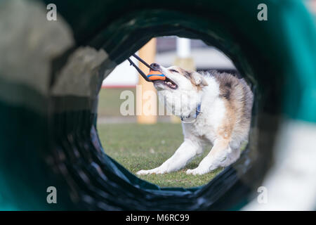 Ein Border Collie und Schäferhund Kreuz, spielt durch den Trick Tunnel. Stockfoto