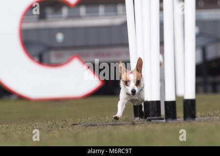 Ein Papillon und Jack Russell kreuz Rasse, führt einige Tricks Stockfoto