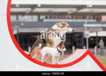 Border Collie deutscher schäferhund Kreuz und ein Papillon und Jack Russell kreuz Rasse, Stockfoto