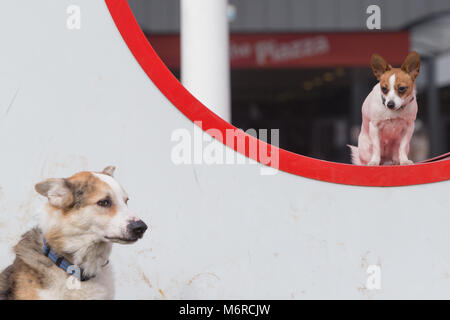 Border Collie deutscher schäferhund Kreuz und ein Papillon und Jack Russell kreuz Rasse, Stockfoto