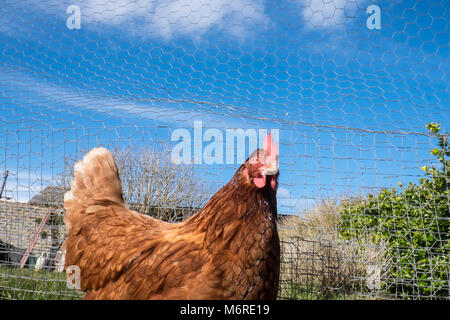 Kleine, Flock, der, Sieben, backyarden, Garten, Huhn, Hühner, Braun, Warren, Rasse, aalen sich in der Sonne, legen, Eier, Llansaint, Dorf, Carmarthenshire, Wales, Großbritannien, Großbritannien, Stockfoto