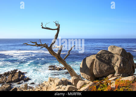 Die ghost Tree. Der 17-mile Drive, Pebble Beach in Kalifornien Stockfoto