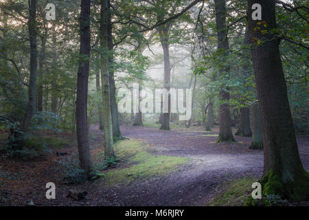 Eichen in Swithland Woods, der Teil der alten Charnwood Forest. Stockfoto