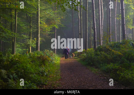 Ein paar wenige mehrere Hunde entlang einer Woodand weg. Stockfoto