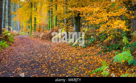 Ein Pfad durch den Wald Buche in Charnwood Forest im Herbst. Stockfoto