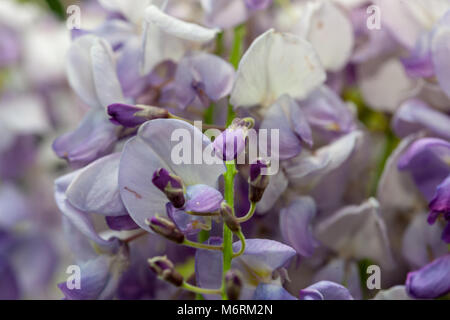 'Amethyst' amerikanischen fällt, Glyzinen, Glyzinien Blåregn (Frutescens) Stockfoto