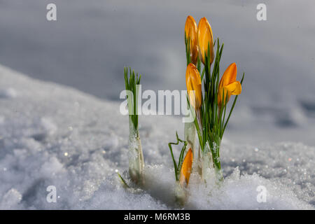 Frühling crocus, Vårkrokus (Crocus vernus) Stockfoto