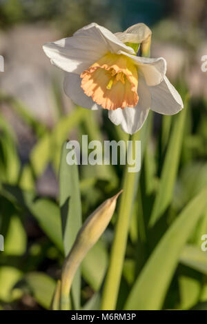 Der Dichter Narzisse (Narcissus, Pingstlilja poëticus) Stockfoto