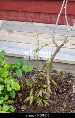 'Prolific' Chinesische wisteria, auf Chinesisch blåregn (Wisteria sinensis) Stockfoto