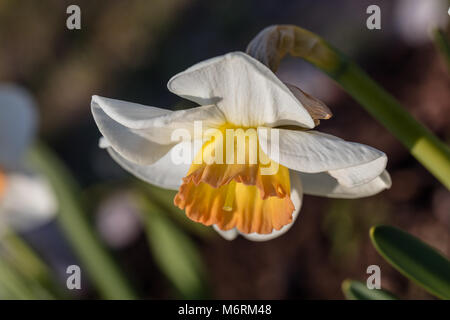 Der Dichter Narzisse (Narcissus, Pingstlilja poëticus) Stockfoto