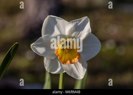 Der Dichter Narzisse (Narcissus, Pingstlilja poëticus) Stockfoto