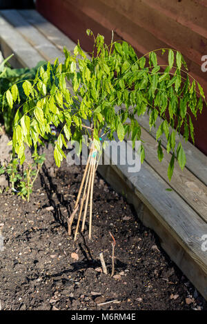 'Prolific' Chinesische wisteria, auf Chinesisch blåregn (Wisteria sinensis) Stockfoto