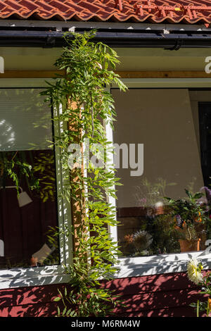 'Prolific' Chinesische wisteria, auf Chinesisch blåregn (Wisteria sinensis) Stockfoto