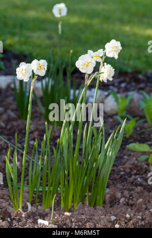 "Frohsinn" Gruppe, Dubbel påsklilja Narzisse (Narcissus) Stockfoto