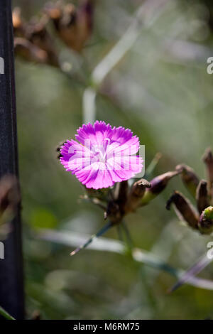 Rosa zerlumpter, Rosennejlika (Dianthus seguieri) Stockfoto