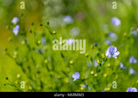 Gemeinsame Flachs oder Bekannte sd Leinsamen oder Linum usitatissimum Stockfoto