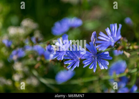 Gemeinsame wegwarte Cichorium intybus oder Stockfoto