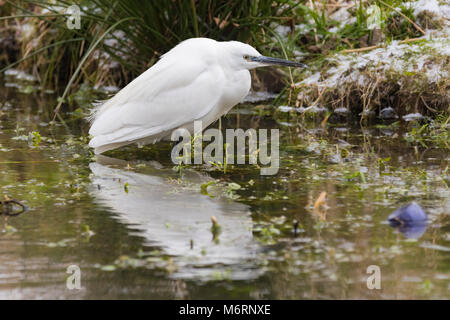 Seidenreiher (Egretta garzetta) stehend im Wasser warten auf Fisch in der sehr kalten Winter in West Sussex, England, UK. Stockfoto