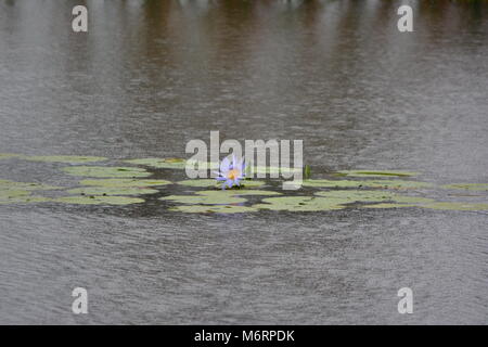 Lone Wasser lila blaue Lilie inmitten eines Gartens grüner Lilienpads im Regen im See, Tropfen, die eine wellige Oberfläche auf das Wasser schlagen Stockfoto