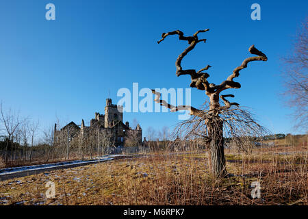 Ungewöhnlich geformte Baum am externen Standort in Hatwood Dorf in Lanarkshire mit alten verlassenen Krankenhaus im Hintergrund. Stockfoto