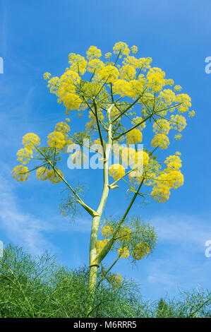 Riesigen Fenchel - Ferula communis Stockfoto