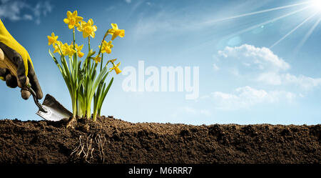 Gärtner Hände Blume Pflanzen im Garten Stockfoto