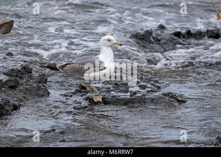 Yellow-legged Gull (Larus michahellis Atlantis) Stockfoto