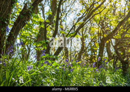 Bluebells in Wäldern in der Nähe von Carbis Bay, Cornwall, Großbritannien Stockfoto