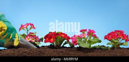 Gärtner Hände Blume Pflanzen im Garten Stockfoto